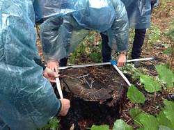 В Україні стартував проект «Лісова варта» – волонтери на сторожі лісів