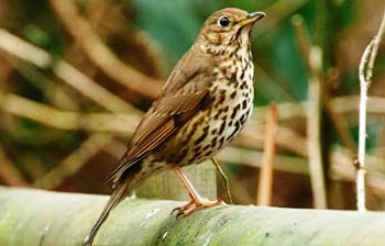 Черемха і дрізд