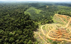 Папа підтримав 