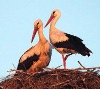 Допомогти перелітним птахам, які стали заручниками негоди закликають у Бюро УГКЦ з питань екології 