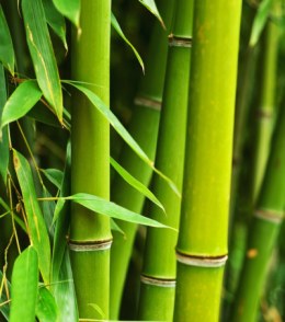 Бамбук