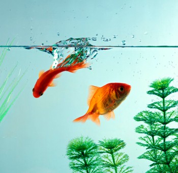 Притча про дві золоті рибки