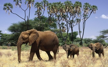 Cлон і слоненя