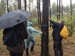 В Україні стартував проект «Лісова варта» – волонтери на сторожі лісів